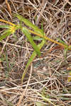 Longleaf sunflower